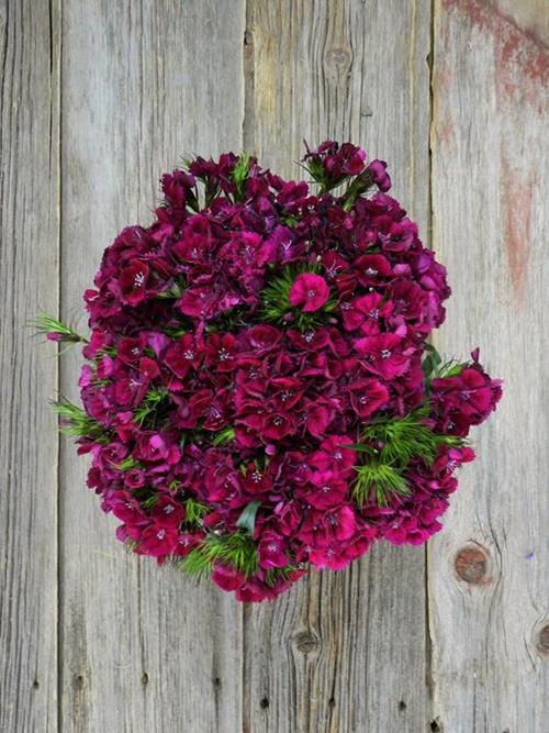 PURPLE DIANTHUS BALL